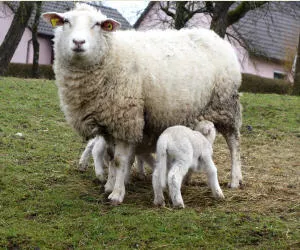 Schafhaltung in Sachsen