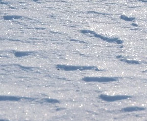 Schnee Antarktis