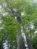 Schutzgemeinschaft Deutscher Wald pflanzt 200.000sten Baum