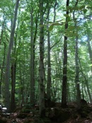 Schwarzbuch Wald