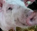 Schweine-Influenza A/H1N1
