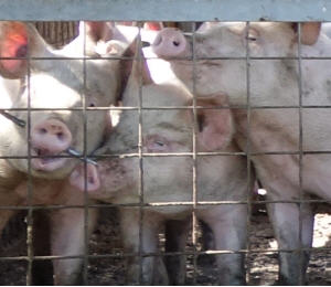 Schweine-Kadaver entsorgen