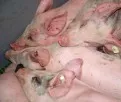 Schweineangebot