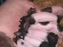 Schweineanlage