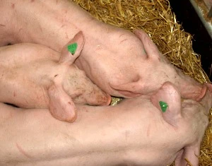 Schweinebestnde Deutschland 2013