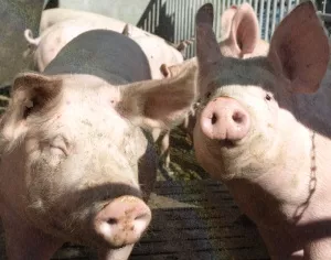 Schweinebestnde in Sachsen Anhalt 2018