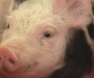 Schweinebestnde in der EU