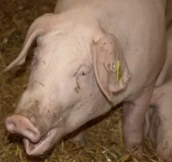 Schweinebestand Brandenburg 2014