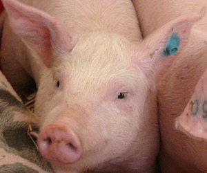 Schweinebestand Mai 2020 NRW