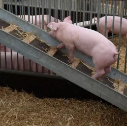 Schweinebestand Niedersachsen 2014
