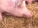 Schweinebestand Niedersachsen 
