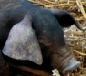 Schweinebestand in Bayern bei 3,5 Millionen Tieren