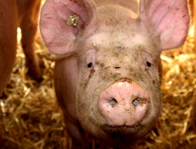 Schweinebestand in NRW 2017