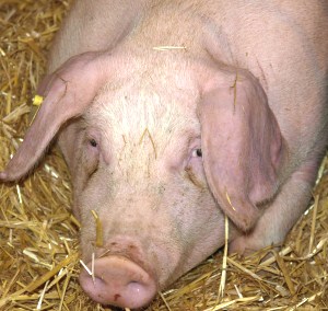 Schweinebestand in Rheinland-Pfalz