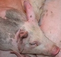 Schweinebestand in den USA schrumpft