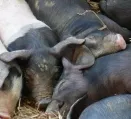 Schweinebestand