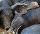 Schweinefleisch aus Dnemark wird teurer
