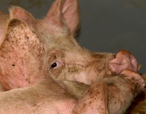 Schweinefleischerzeugung