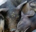 Schweinefleischexport 2008 auf 2,5 Millionen Tonnen veranschlagt