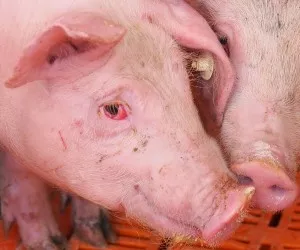 Schweinefleischhandel