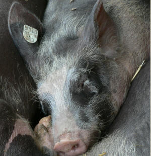 Schweinegesundheit in Gefahr