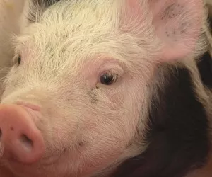 Schweinegesundheit in Hessen