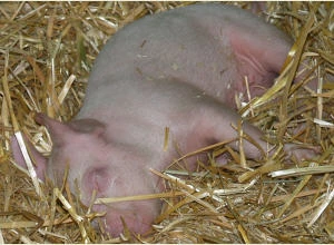Schweinegesundheit in Niedersachsen