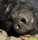 Schweinegrippe-Tote