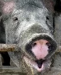 Schweinegrippe - UN-Organisation gegen Keulung 