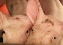 Schweinegrippe-Virus