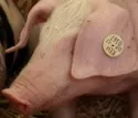 Schweinegrippeausbruch