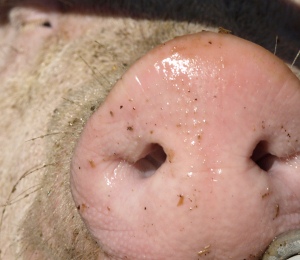 Schweinehaltung Betriebe Baden-Wrttemberg