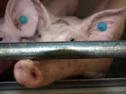 Schweinehaltung NRW
