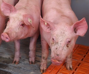 Schweinehaltung Österreich