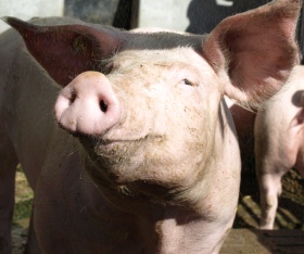 Schweinehaltung in NRW und Niedersachsen