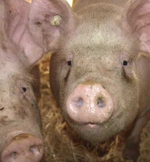 Schweinehaltung in Norwegen