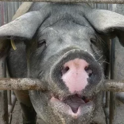 Schweinehaltung verbessern