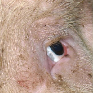 Schweinehaltungsverbot 