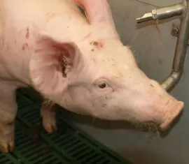 Schweinemarkt Grobritannien 