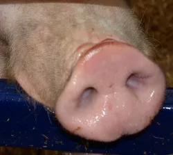 Schweinemastanlage
