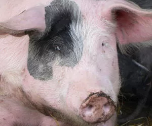 Schweinepest-Ausbruch Emsland
