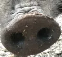 Schweinepest: Einschrnkungen fr Tierhalter und Jger aufgehoben