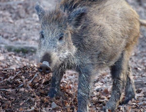 Schweinepest-Gefahr