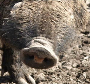 Schweinepest-Nachweis