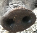 Schweinepest bei Wildschwein nachgewiesen