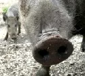 Schweinepest bei Wildschweinen