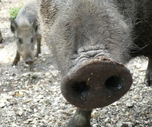 Schweinepestgefahr