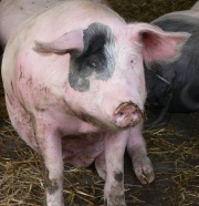 Schweinepreise NRW 16.05.2023