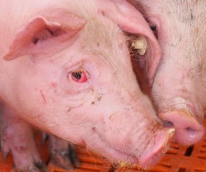 Schweineproduktion Ukraine