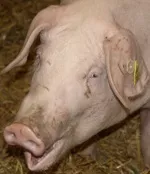 Schweineproduktion 